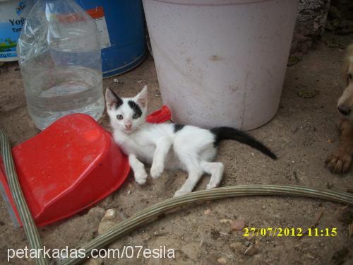 duduş Dişi Ankara Kedisi (Angora)