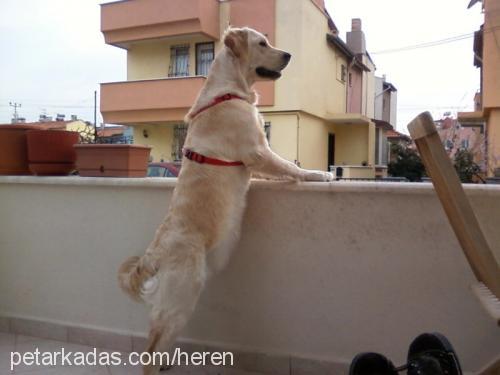 ateş Dişi Golden Retriever