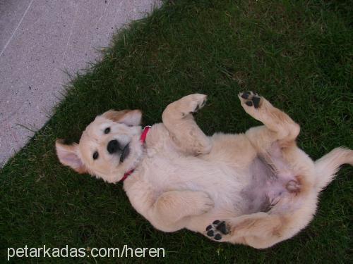 ateş Dişi Golden Retriever