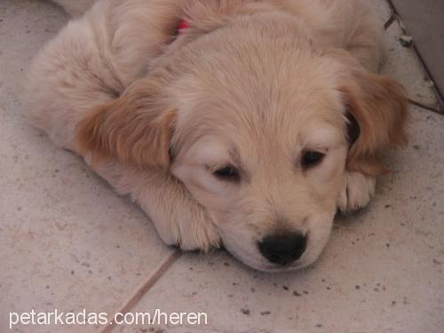 ateş Dişi Golden Retriever