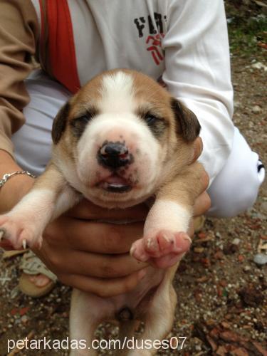 düşes Dişi Amerikan Staffordshire Terrier