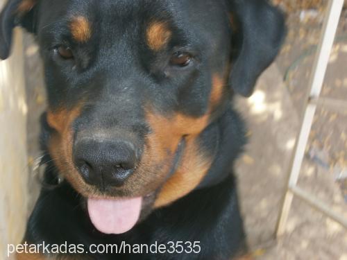 hera Dişi Rottweiler