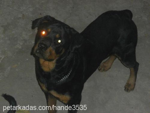 hera Dişi Rottweiler