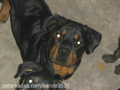 hera Dişi Rottweiler