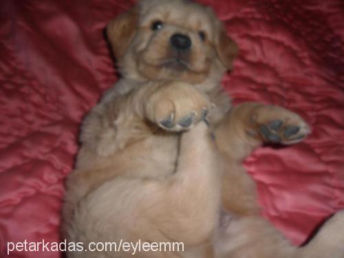 maya Dişi Golden Retriever