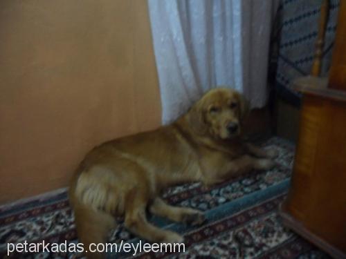 maya Dişi Golden Retriever