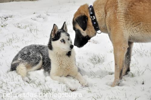 arya Dişi Sibirya Kurdu (Husky)