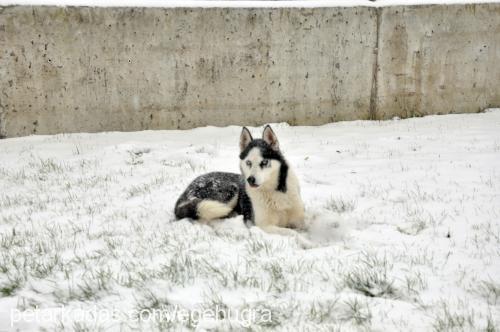 arya Dişi Sibirya Kurdu (Husky)