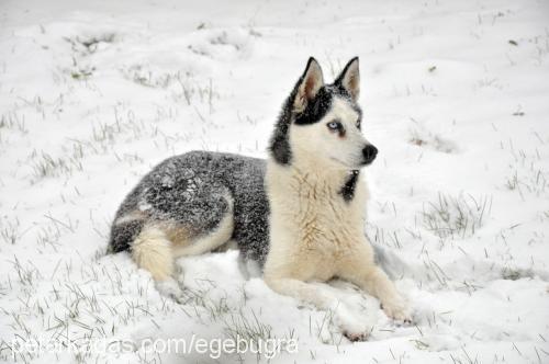 arya Dişi Sibirya Kurdu (Husky)