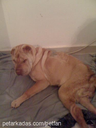 shela Dişi Çin Shar-Pei