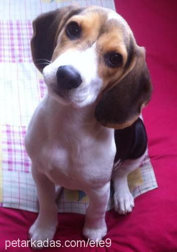 mişa Dişi Beagle