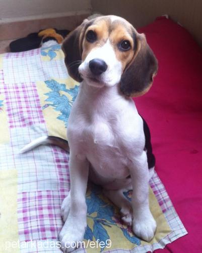 mişa Dişi Beagle