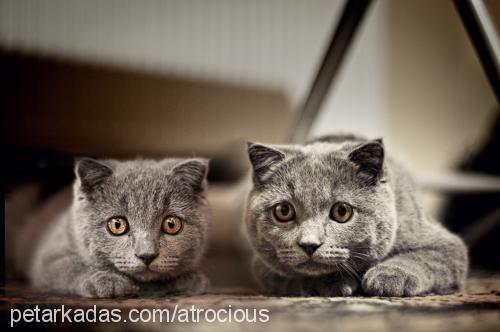 Şipşak Erkek Scottish Fold