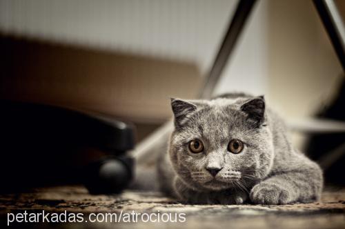 Şipşak Erkek Scottish Fold