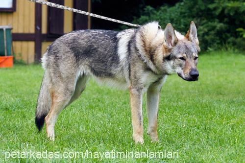 darvin Erkek Alman Çoban Köpeği