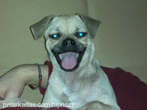 hipnoz Dişi Pug