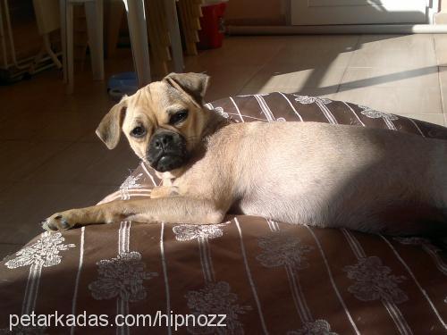 hipnoz Dişi Pug