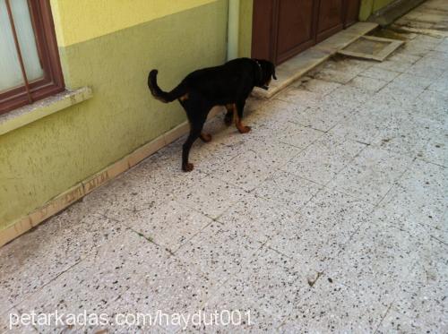 haydut Erkek Rottweiler