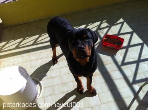 haydut Erkek Rottweiler