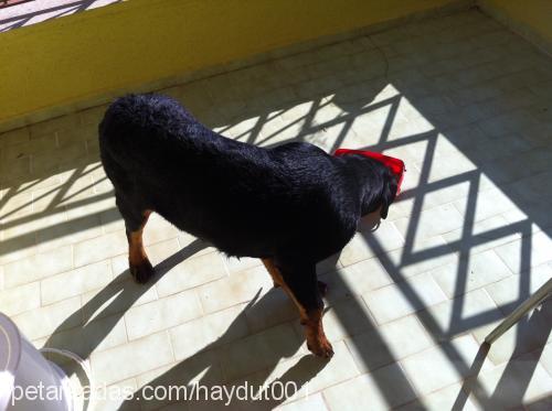 haydut Erkek Rottweiler