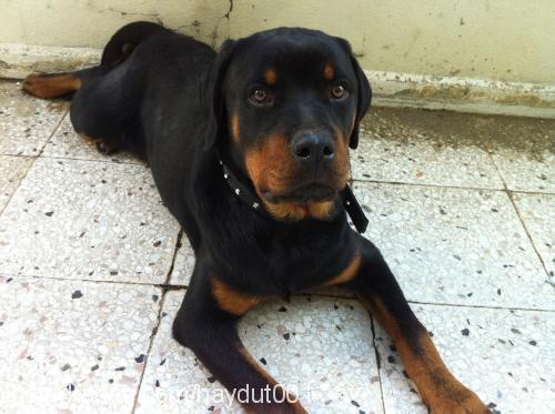 haydut Erkek Rottweiler