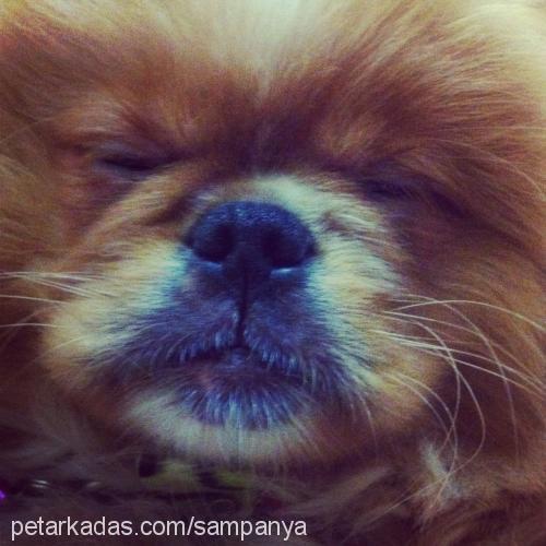 lily Dişi Pekingese