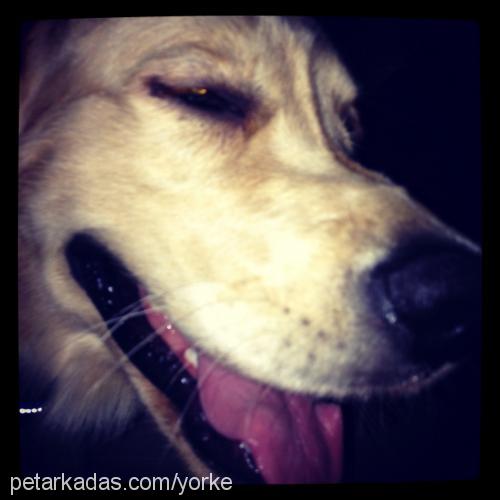 yorke Erkek Golden Retriever