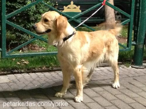 yorke Erkek Golden Retriever