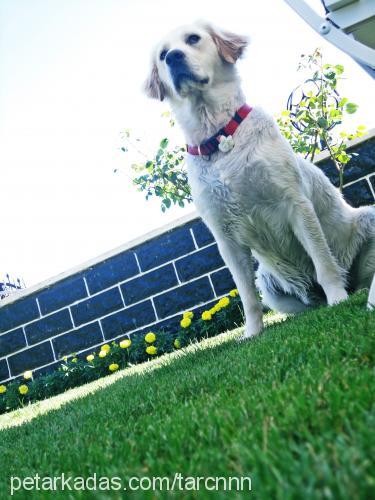 tarçın Dişi Golden Retriever