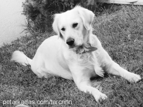 tarçın Dişi Golden Retriever