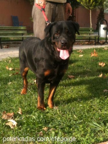 angel Dişi Rottweiler