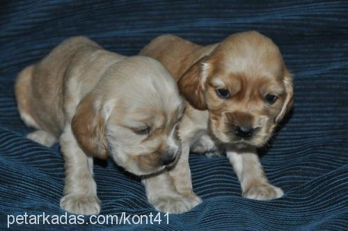 yavrularımız Erkek Amerikan Cocker Spaniel