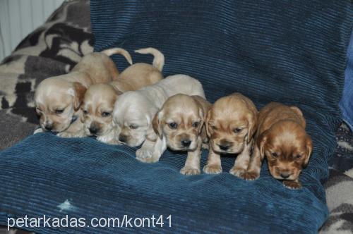 yavrularımız Erkek Amerikan Cocker Spaniel