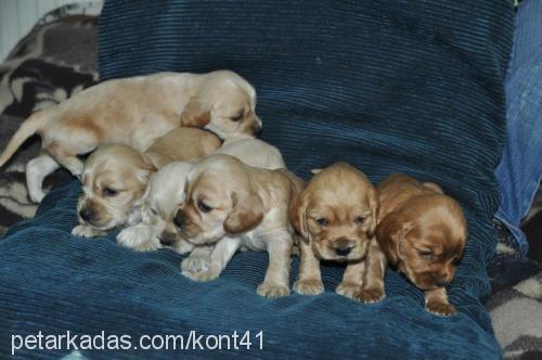 yavrularımız Erkek Amerikan Cocker Spaniel