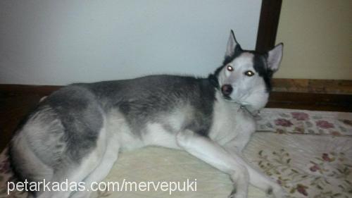 pukiiiiiiii Dişi Sibirya Kurdu (Husky)