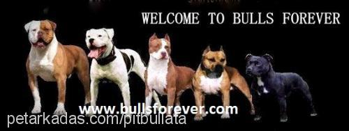 www.bullsforeve Erkek Amerikan Pitbull Terrier