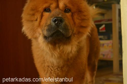 efe Erkek Chow Chow