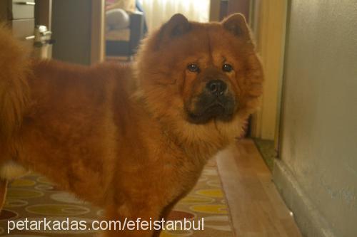 efe Erkek Chow Chow