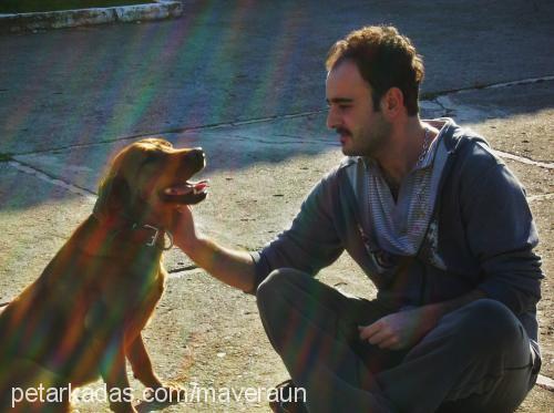 viski Dişi Labrador Retriever