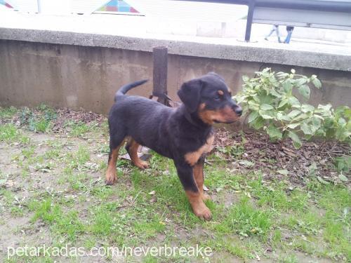 romeo Erkek Rottweiler