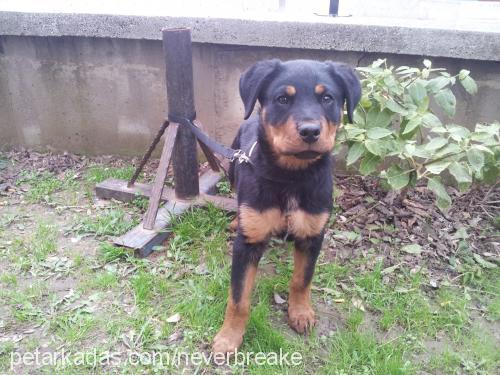 romeo Erkek Rottweiler