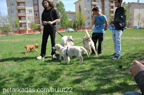 bulut Erkek Golden Retriever