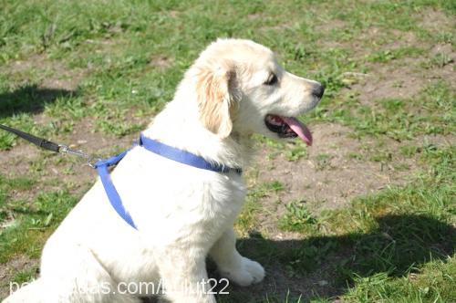 bulut Erkek Golden Retriever