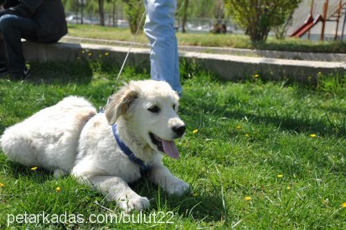 bulut Erkek Golden Retriever