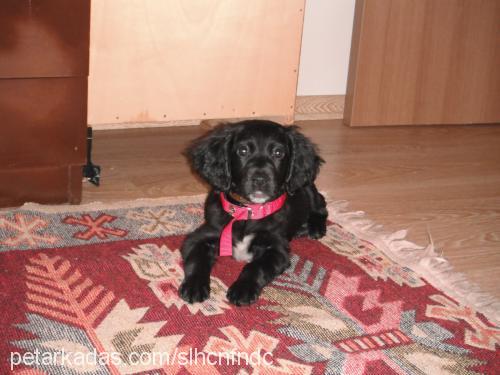 karam Dişi Flat Coated Retriever