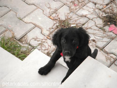 karam Dişi Flat Coated Retriever