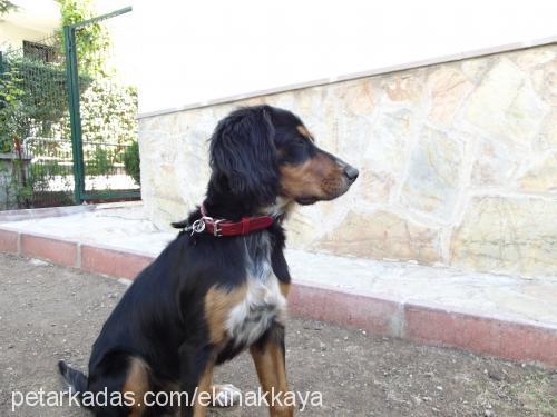 marilyn Dişi Gordon Setter