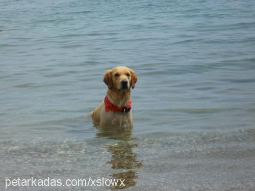 barnie Erkek Golden Retriever