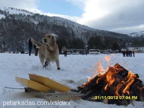 barnie Erkek Golden Retriever