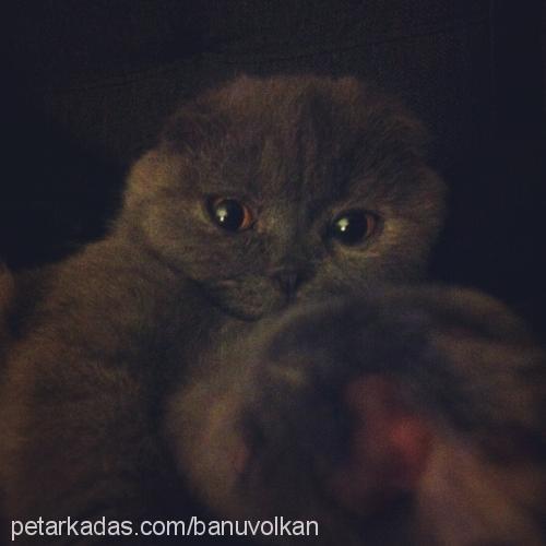 Çakil Dişi Scottish Fold